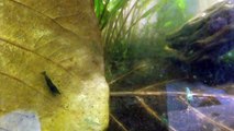 How to Breed Shrimp: TDS and Water Changes