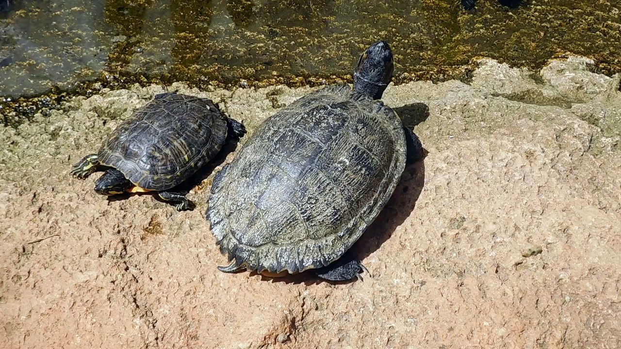 La plage aux tortues.............