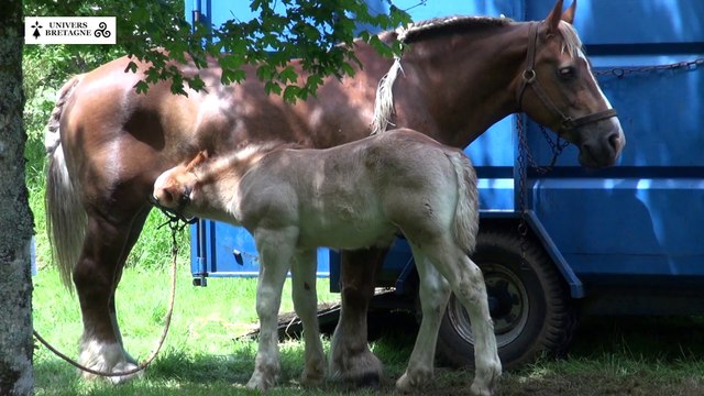 Concours du cheval breton à la Martyre, le samedi 13 juin 2015