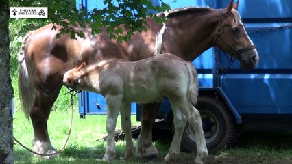Concours du cheval breton à la Martyre, le samedi 13 juin 2015