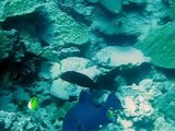 Napoleon Fish (Maori Wrasse ?) on Rarotonga Dive, Cook Islands