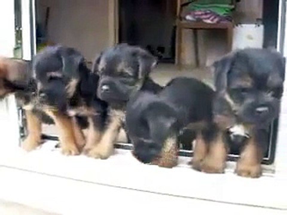 Border terrier puppies 5 weeks old