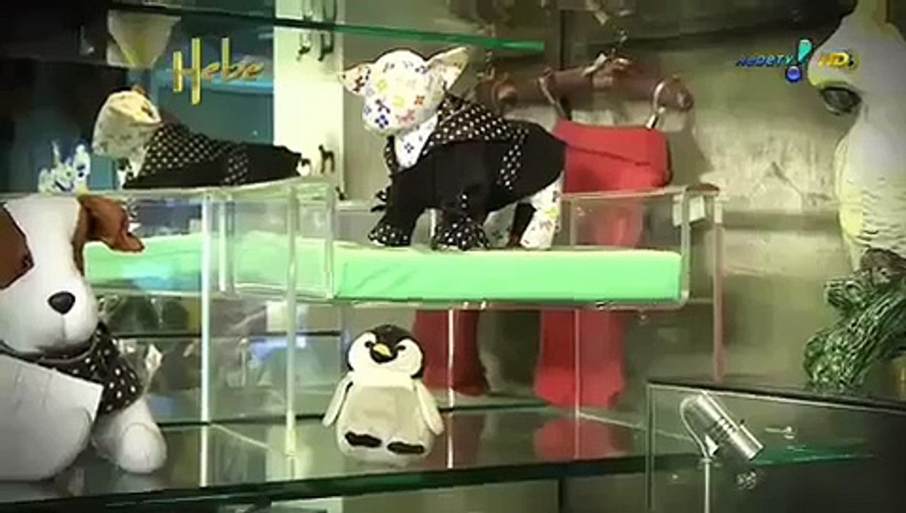 Hebe Camargo fala sobre o mercado de luxo para pets