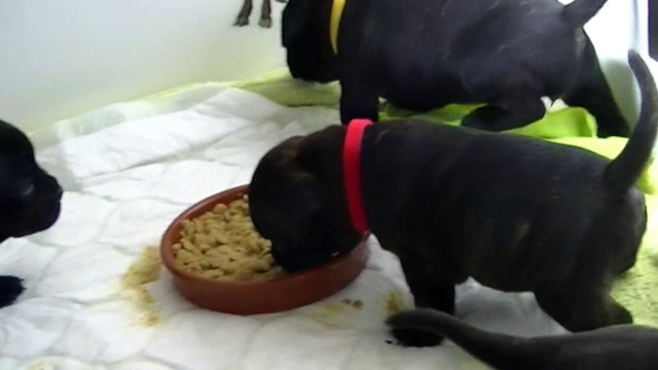 37ème vidéo Le repas des chiots Staffies de la 20ème portée de Staffordland