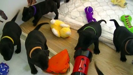 38ème vidéo Les chiots staffie de la 20ème portée de Staffordland