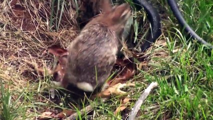 Mommy Rabbit fights with Snake to save the bunnies - Original Video