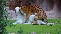 White Bengal Tiger - Loro Parque - Tenerife