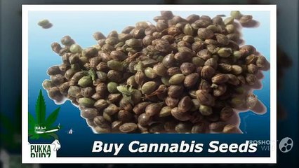 Buy Cannabis Seeds