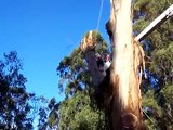 Tree Cutting from cherry picker and Lowering Tree Limbs by AceTree Management