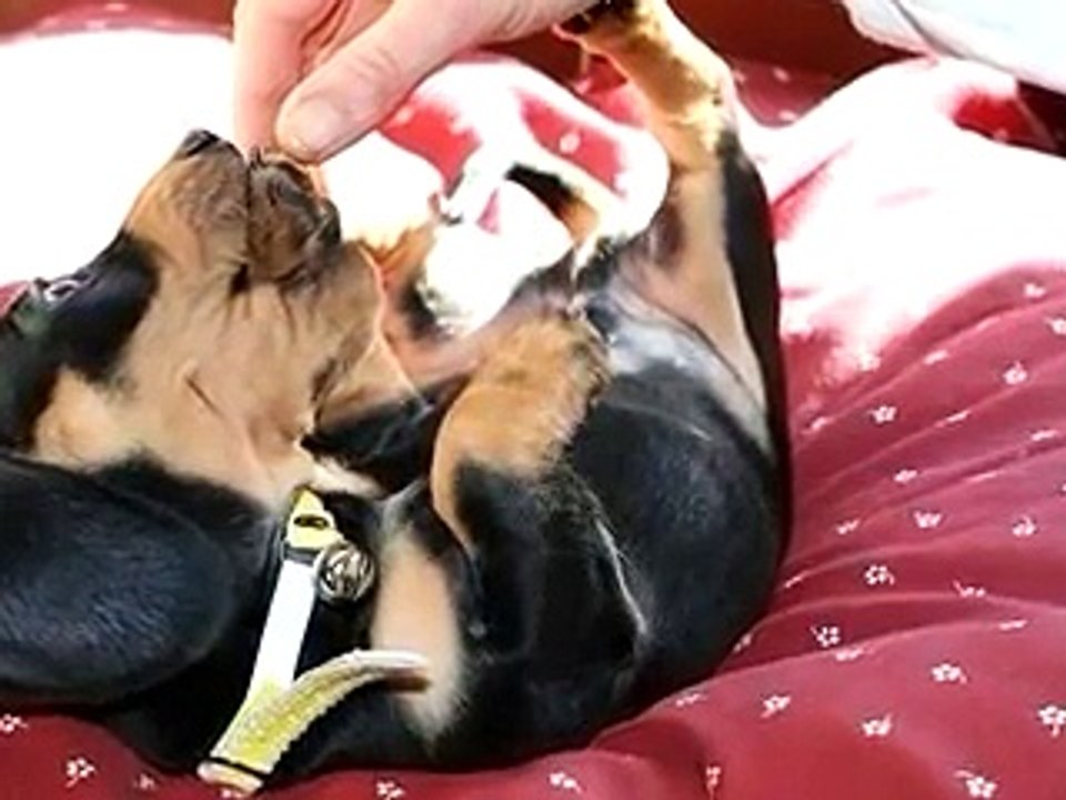 pookie's first fan video