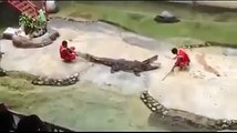 Shocking Crocodile Attack on its Keeper