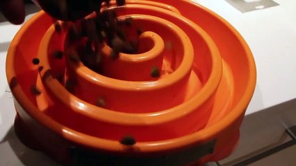 Timelapse Deux chiots courent vers leur gamelle pour manger