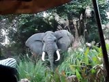 Jungle river ride, Disneyland, Hong Kong.