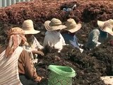 Las algas rojas de Marruecos, un tesoro en peligro