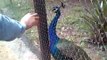 cute peacock