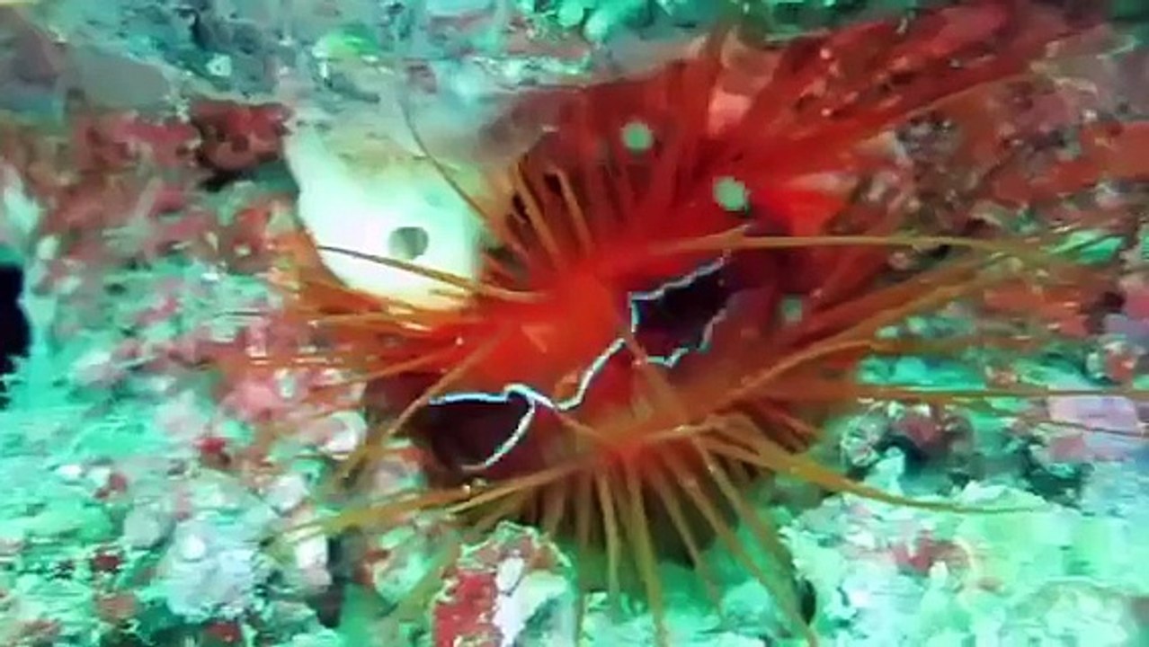 Electric clam