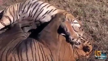 Tigers Fight | Tiger Vs Tiger