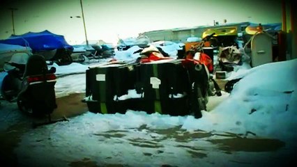 wolf attacks an asshole