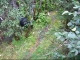 Black Bear at Steep Creek near Mendenhall Glacier Juneau Alaska