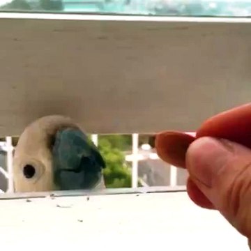 La cruauté envers un cacatoès