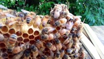 Honey Bee Queen Piping in cell, bees react by freezing in place.