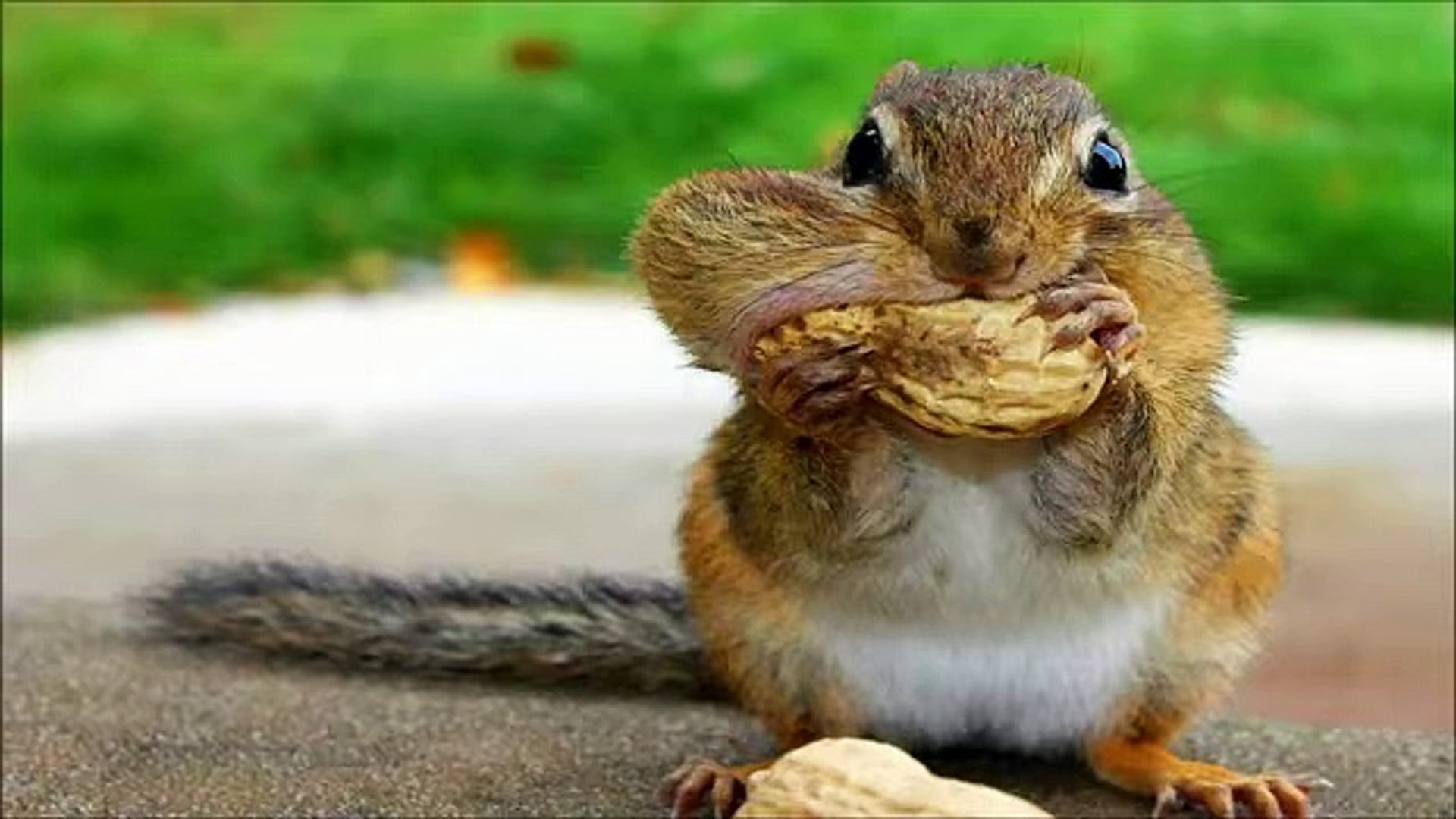 Silly squirrel videos new arrivals