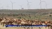 Ethiopia opens largest wind farm in sub-Saharan Africa