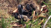 Une lapine affronte un serpent pour défendre ses petits