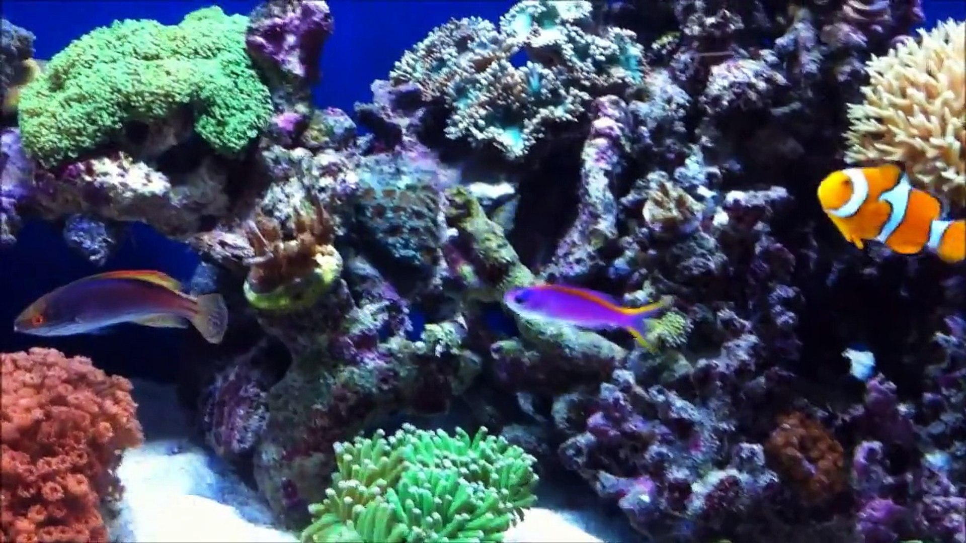 ⁣Reef Aquarium