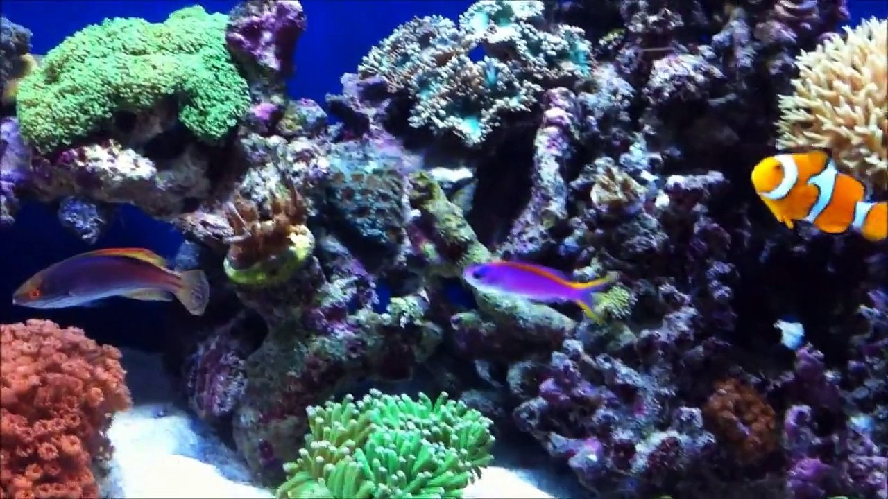 Reef Aquarium
