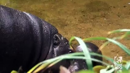 Le premier bain d' un bébé hippopotame pygmée
