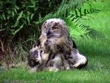 Eagle owl-Uhu Junges- Beutetier Igel