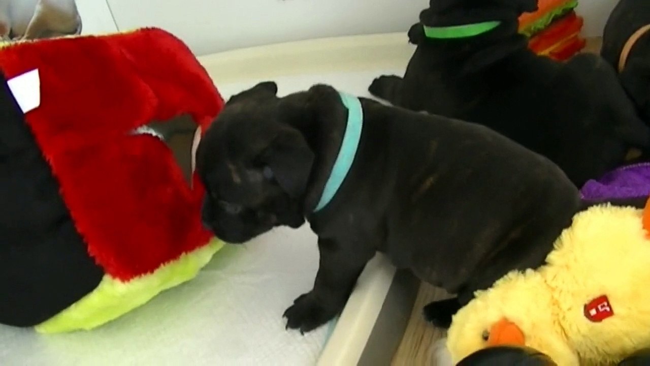 49ème vidéo Chiot  staffie de la 20ème portée de Staffordland