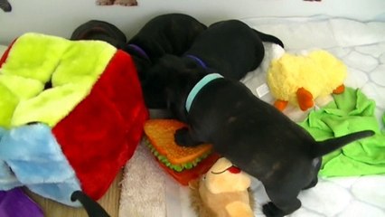 46ème vidéo Chiot n°5 Femelle de la 20ème portée de Staffordland