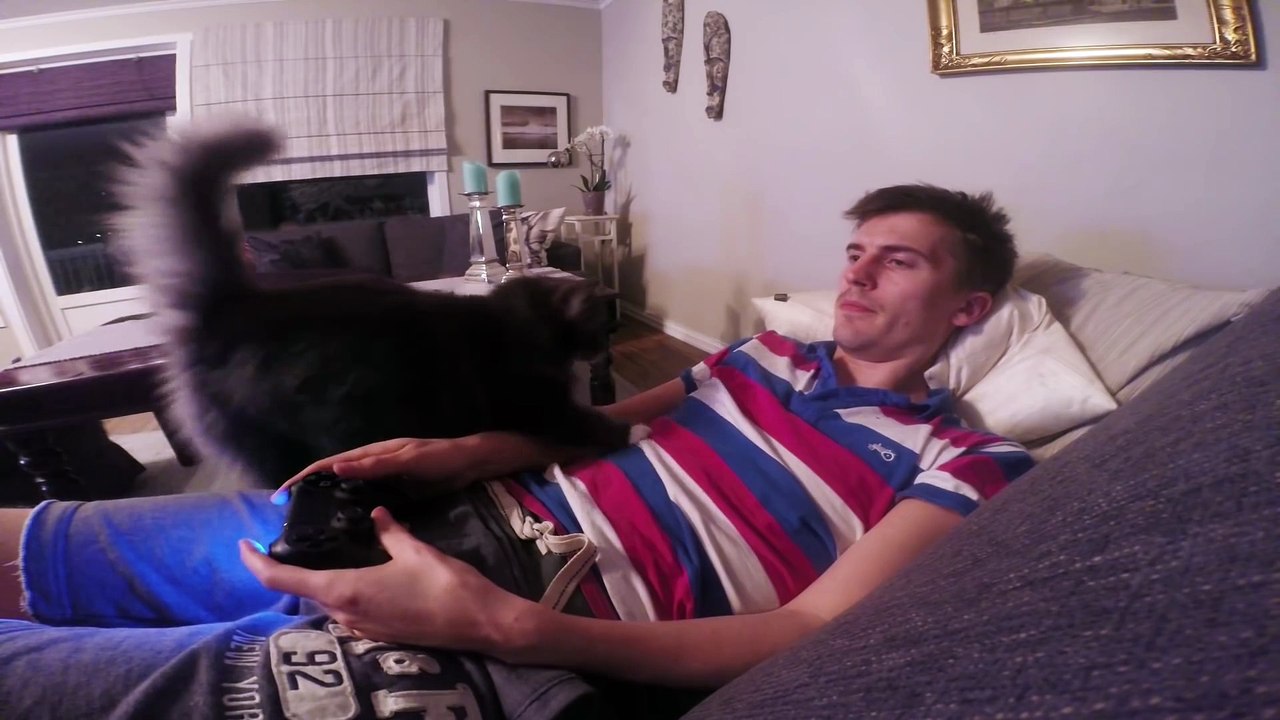 Le chat qui ne laisse pas son maître jouer aux jeux vidéos