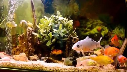 Koi ve japon balıkları akvaryum - Relax music