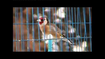 صوت الحسون ياسبحان الله على هالصوت Goldfinch HD