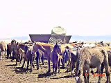 Starving Horses From Fish Creek, Nevada