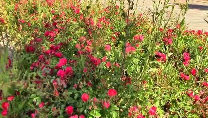 Aza matahotra ny teny efa renao1