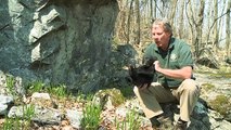 Help Keep Bears Wild - Orphaned Cubs