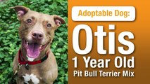 ASPCA Adoptable Dogs: Otis