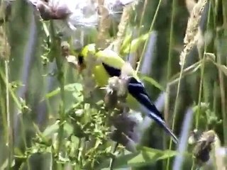 American Goldfinch Reloaded