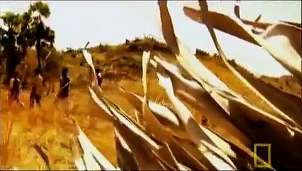 تنين الكومودو يأكل رجل