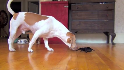 Dog vs. Robot Spider: Cute Dog Maymo