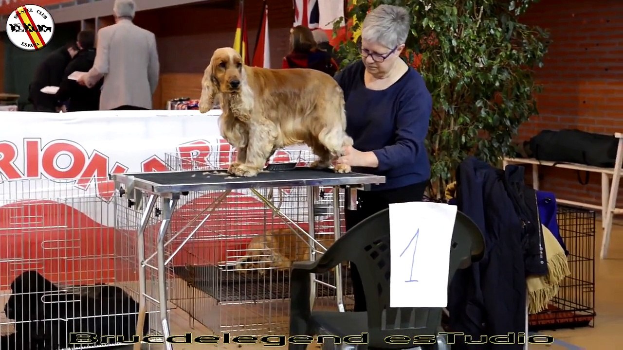 Spaniels,Cocker ingles.Cocker Americano XXX Monografica 2015