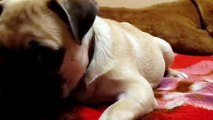 Pug Puppies Playing (cute!) - Dogs and Puppies