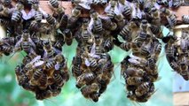 Naar Varroa-tolerante bijen in Vlaanderen!