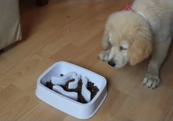 Puppy's Dinner Served With an Edge of Suspicion