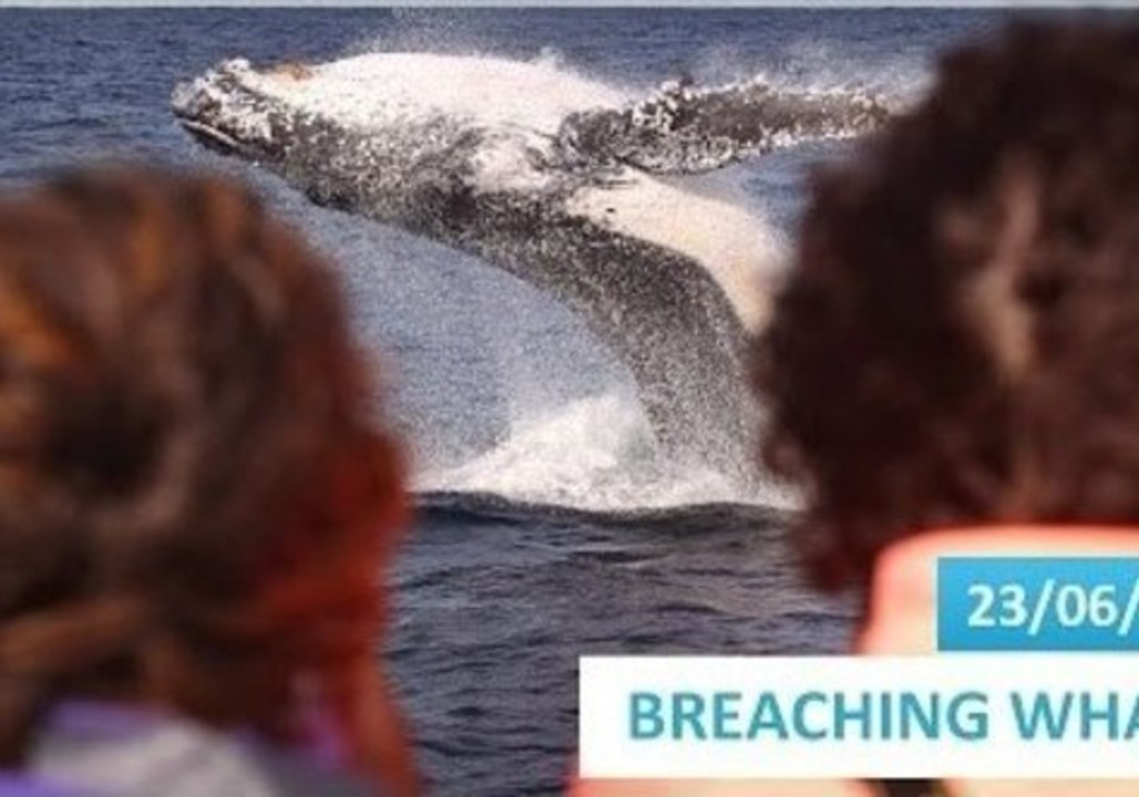 Humpbacks Have a Whale of a Time Performing for This Crowd