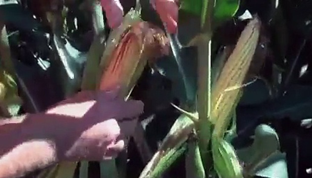 Agri-Business Report